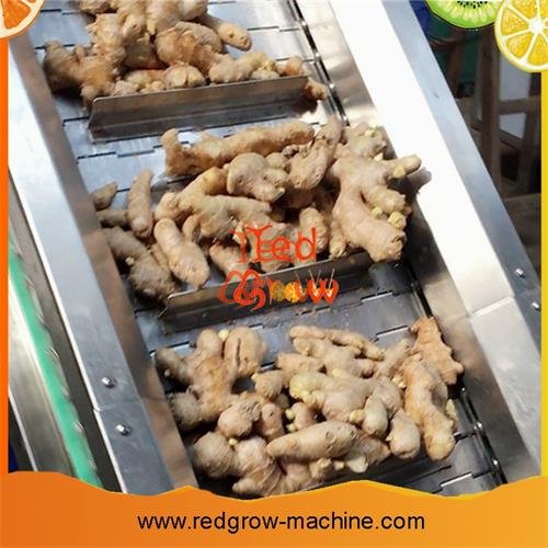 Lifting Conveyor Machine for Fruit and Vegetable